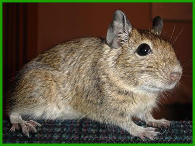 degu-main.jpg